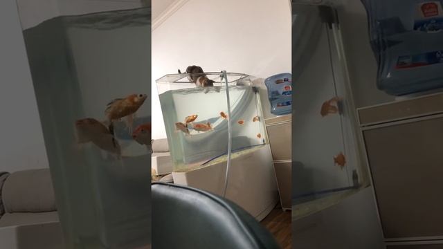 кот рыбак??