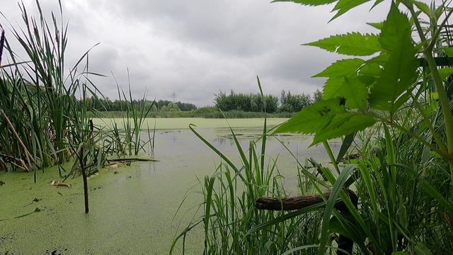 Сколько же Карася в этом Болоте!!!
