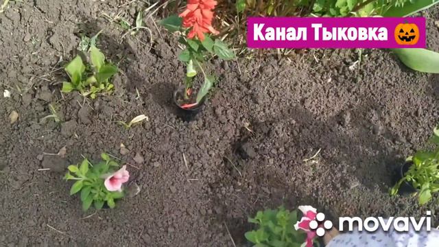 Цветы на даче 🌷🌼🌺🌻🏵️🌸🌹