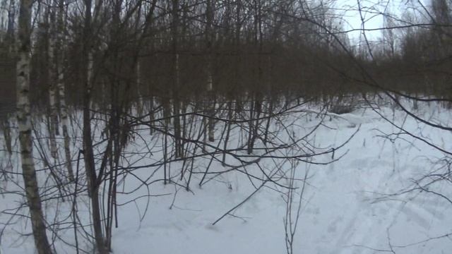 охота с русскими гончими.стрелять стрелял но....15.01.23