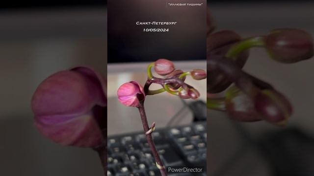 Purple Princess мини орхидея | Иллюзия тишины / Illusion of silence