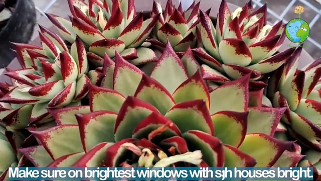 Echeveria Ebony Care 13 Easy Rules |Succulent|흥미 진진한|레드에보니|乌木/黑檀汁| 幸せな多肉植物
