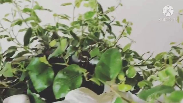 Ficus pumila/Wall creeper/Climbing fig vine/Ficus repens/Chipkali bel//Ficus pumila variegata/Care