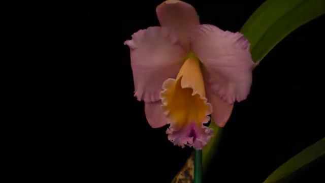 Orchid Time-Lapse, Cattleya Circle of  Life x  Burdekin Wonder
