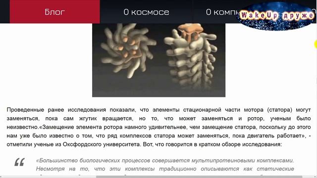 Микробы и бактерии что на самом деле это