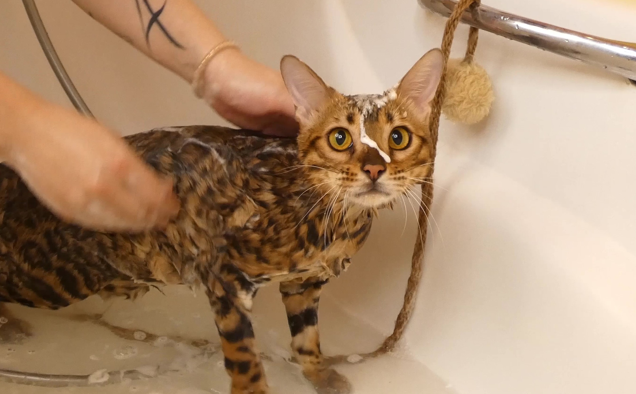 купание кошки