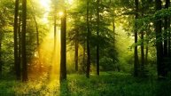 The sounds of a living forest .Звуки живого леса