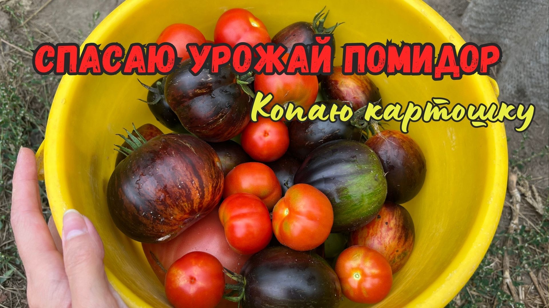 Спасаю томаты | КУПИЛИ ДОМ В ДЕРЕВНЕ