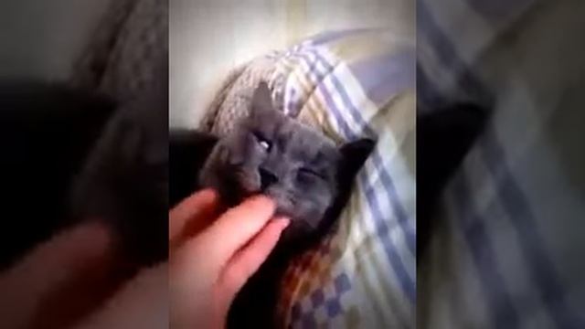 Мертвый кот  =D