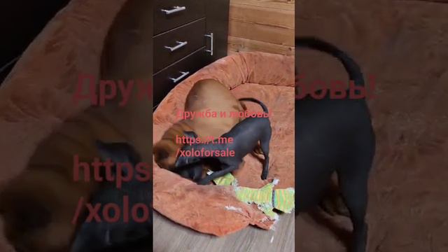 Ксоло и друзья.Дружба и любовь!
Ксоло и друзья💕
https://t.me
/xoloforsale