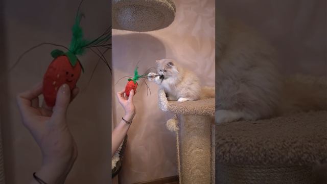 Игрушка для кошек Japan Premium Pet дразнилка Клубничка с павлиньим пером и кошачьей мятой  683102