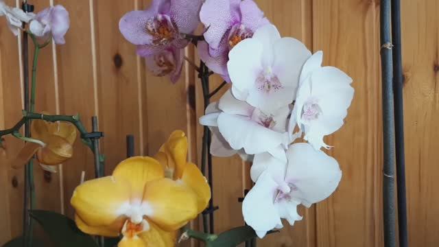 Цветущий июнль 2023 💚 мои орхидеи фаленопсисы