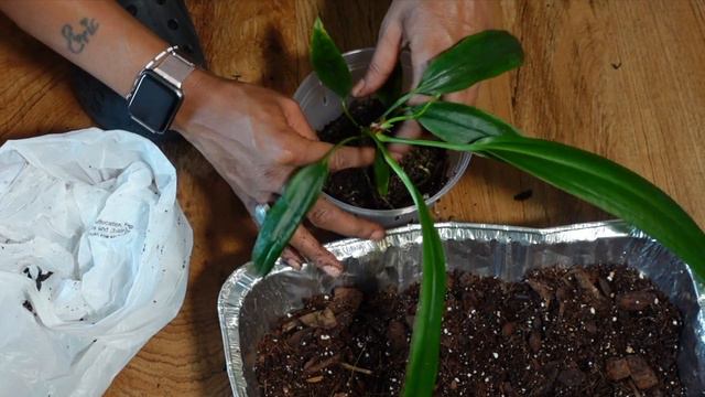 Houseplant Chores |Repotting ANTHURIUM Bakeri+ Making A PROPAGATION Box! I Made A BIG MISTAKE! 😱