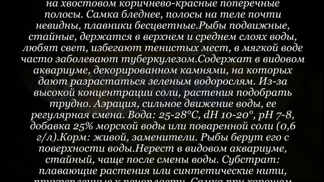 Аквариумная рыбка Аплохейлихтис спилаухен
