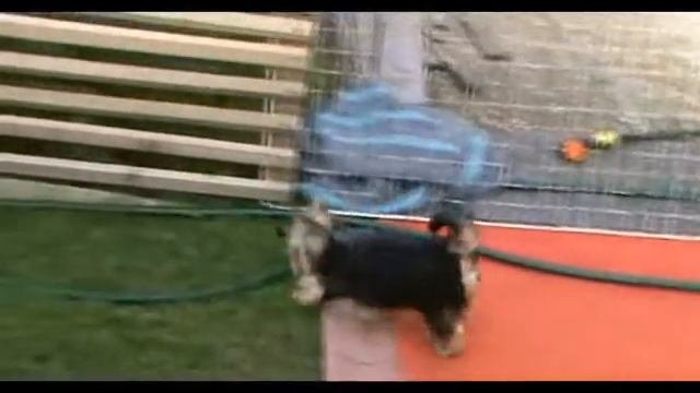 Wanilly Nove Kasio.wmv
