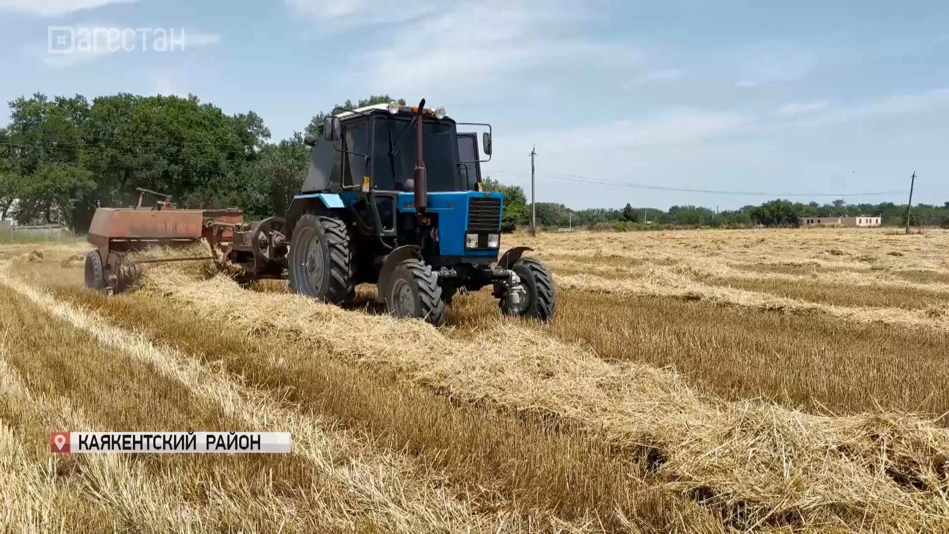 В Дагестане проходит уборка озимых зерновых