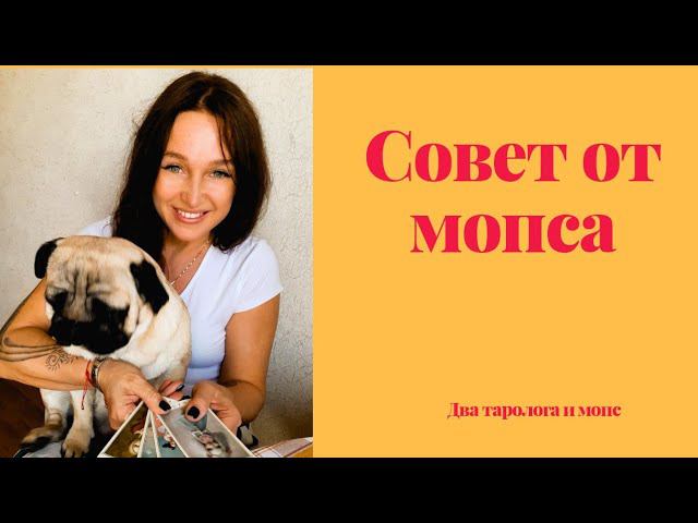 Совет от мопса  на выходные 28.08.2020