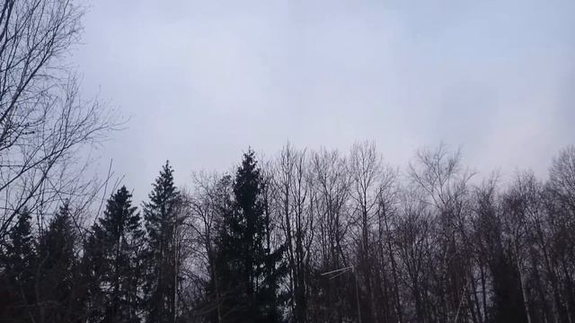 Крики сорок
