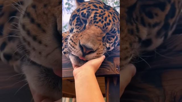 Jaguar Head Squishes! CUTE