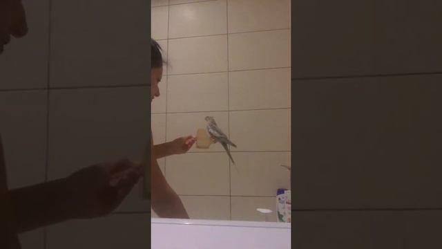 Как купать попугая кореллу Bathing Cockatiel