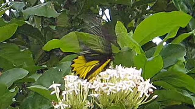 Buterfly 0002