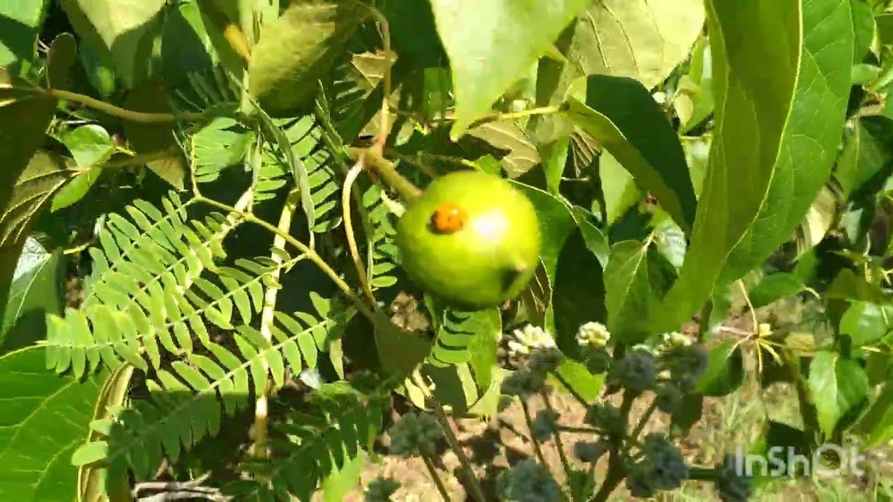 Жизнь на море. День 10, 25-06-2022. Сочинский дендрарий