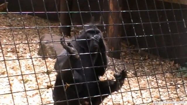 Animals At London Zoo | August 2010