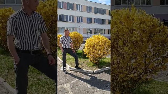 Форзиция - символ весны в Бресте. Это видео показывает, как гость города любуется этим растением.mp4