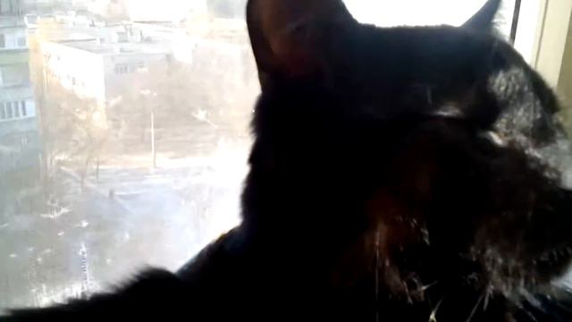У моего кота золотая шерсть!?