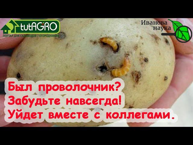 ХВАТИТ ДЕЛИТЬСЯ УРОЖАЕМ С ПРОВОЛОЧНИКОМ и ХРУЩОМ! Вот что надо сделать осенью и весной от вредителей