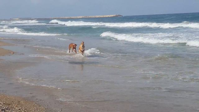 Вижла на море в израиле