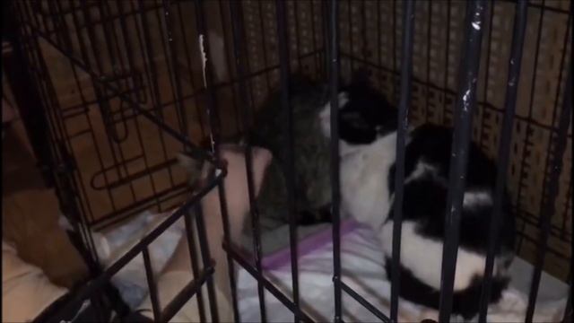 Волонтерские будни и кошки из заброшенного дома