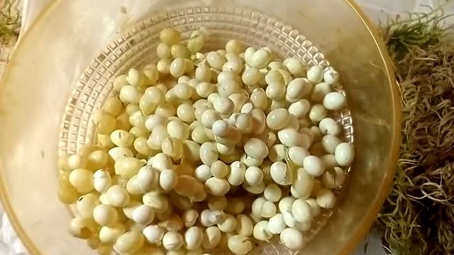 Мох сфагнум, кладка улиток улитёнок