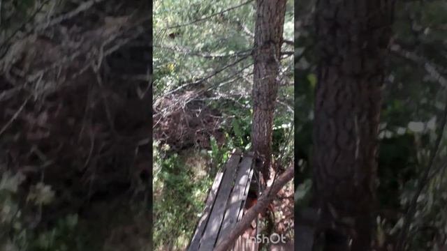 паркур по дереву