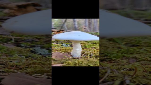 Мухомор вонючий (Amanita virosa). Смертельно ядовит!