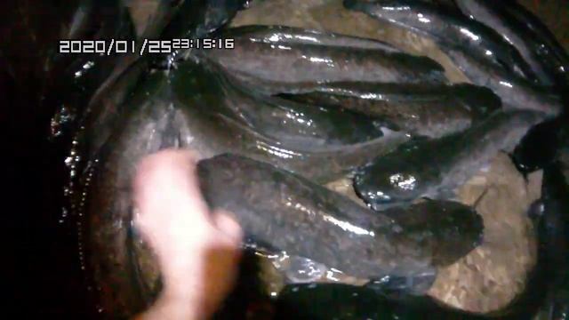 Время первой инкубации.