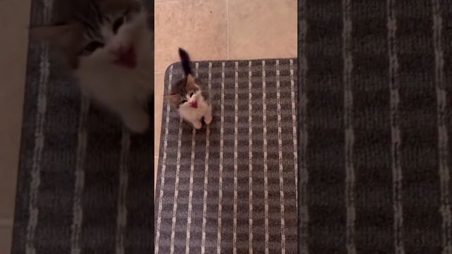 Крик котика