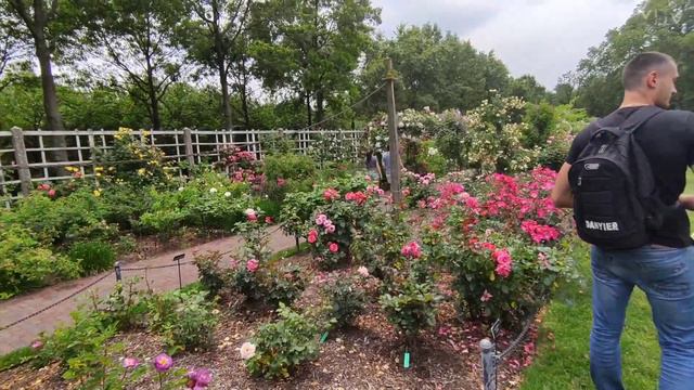 Ботанический сад в Нью-Йорке, Brooklyn. Новые впечатления от США. Что посмотреть в NYC.