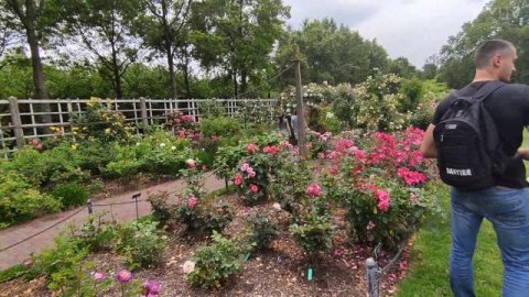 Ботанический сад в Нью-Йорке, Brooklyn. Новые впечатления от США. Что посмотреть в NYC.