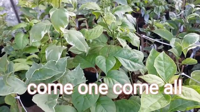 LIVE SELLING TOP RARE SUPER TOP RARE BOUGAINVILLEAS IN POTS 7 to 8 pm AUGUST 9 2022