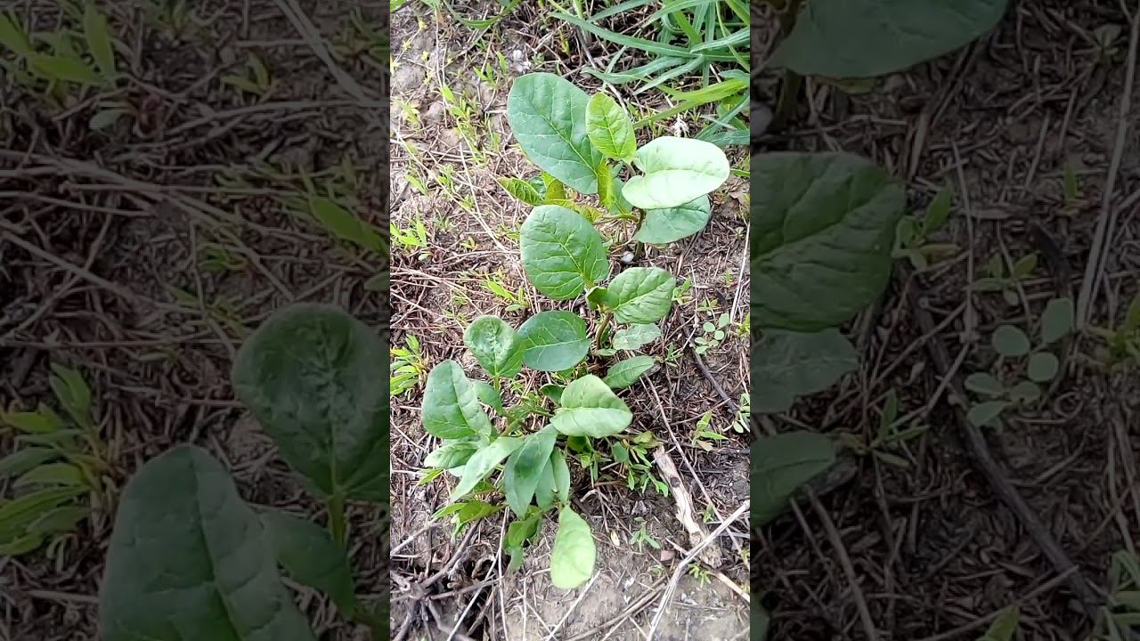 Красивое интересное вьющееся растение Beautiful interesting climbing plant 美しく興味深いつる植物 아름답고 흥미로운 등산