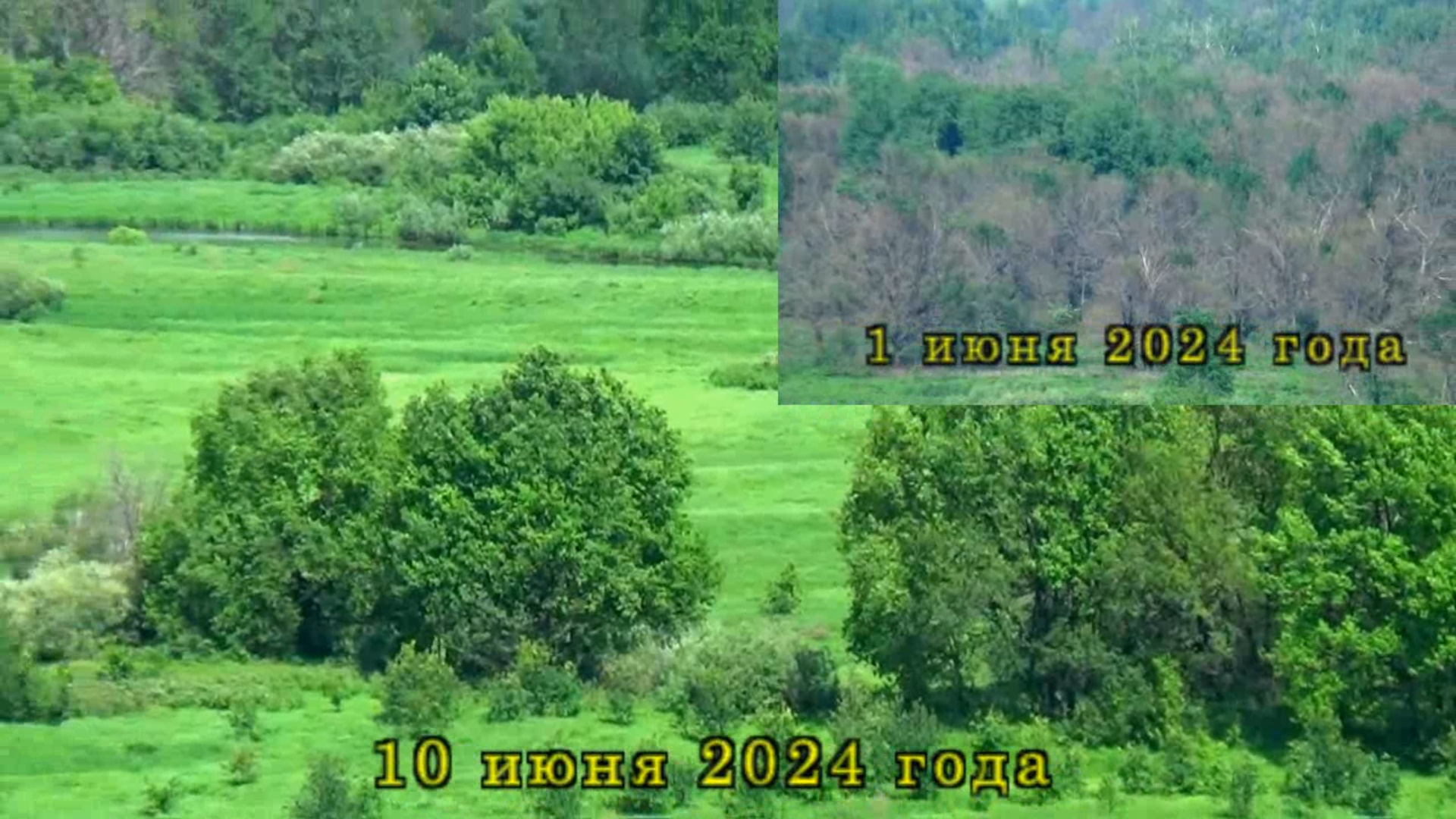 Леса в Клязьминском заречье около города Вязники восстанавливаются после нашествия вредителей