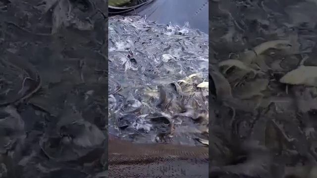 Русский осётр в садках