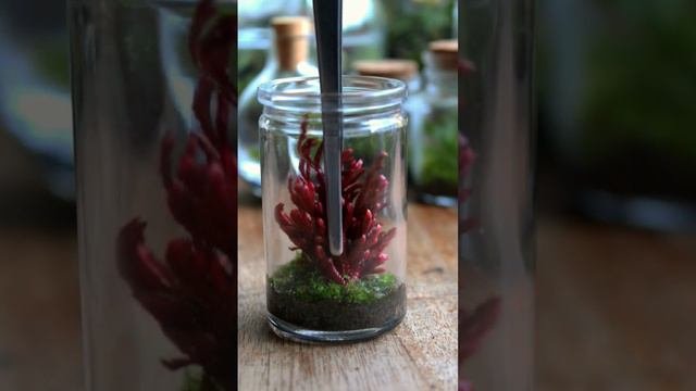 Ruby Red Spike Moss - Selaginella erythropus 🍁🔥