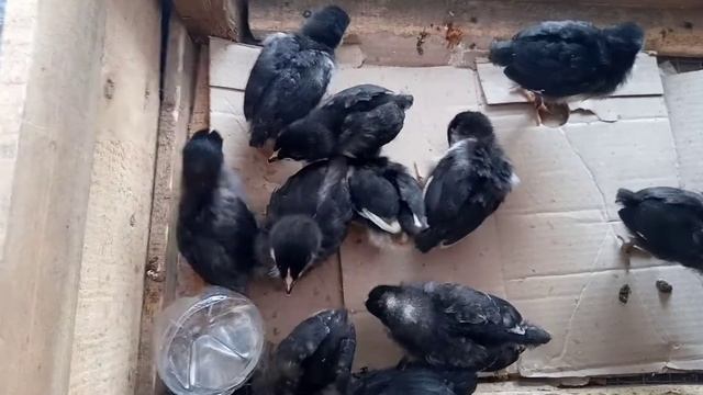 ЦЫПЛЯТА.ДОМИНАНТ 2 НЕДЕЛИ.