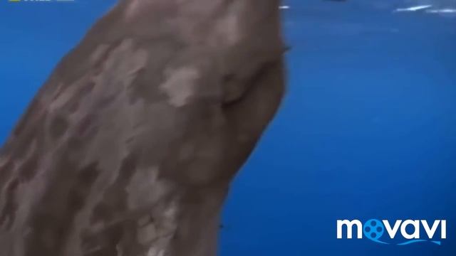 Знакомство с Кашалотом.