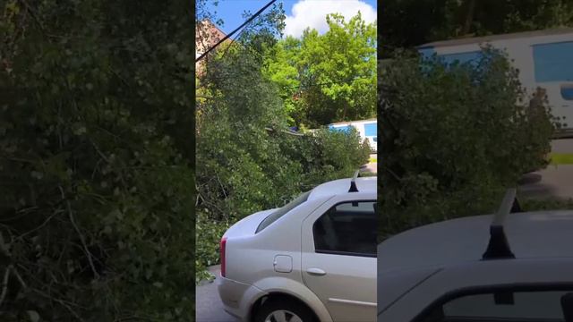 На Дубнинской улице упало большое дерево прямо на припаркованные авто и перегородило проезжую часть