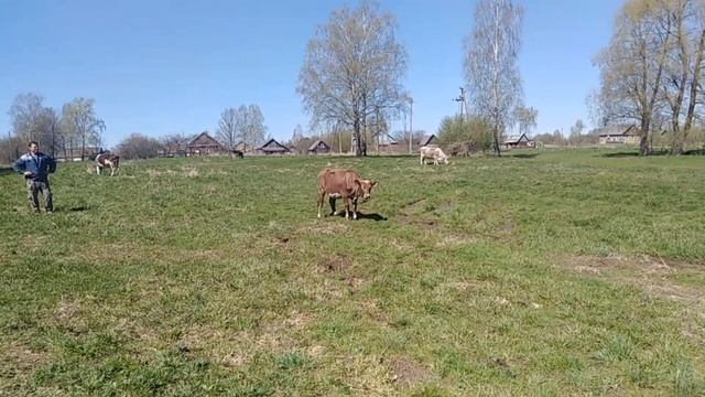Первый выгон коров.