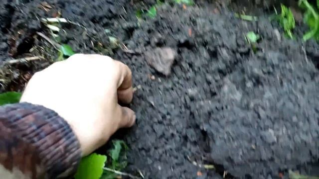 Коп монет на пепелище