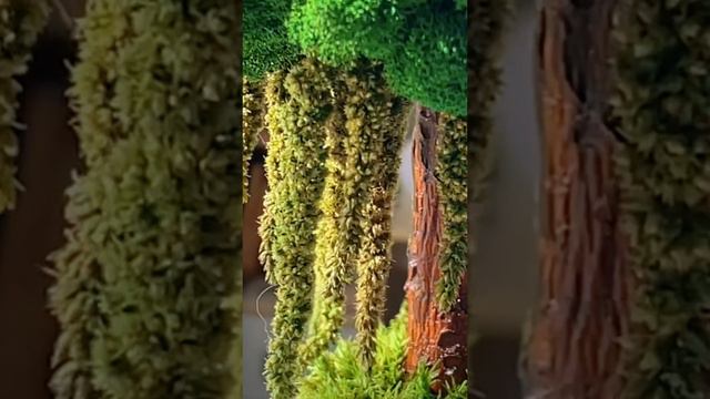 Мох стабилизированный #видеосаратов#видеографсаратов#видеосъемкасаратов